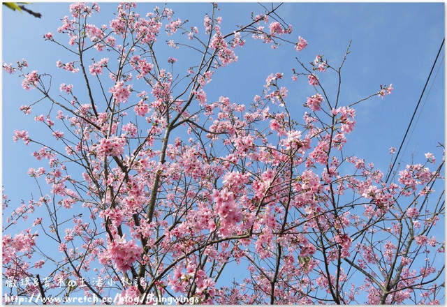 2013。02。15《遊》彰化。我們訪櫻去『芬園花卉生產休憩園區』 - 第60張圖 2013。02。15《遊》彰化。我們訪櫻去『芬園花卉生產休憩園區』
