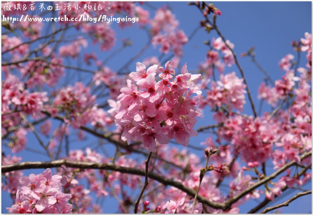 2013。02。15《遊》彰化。我們訪櫻去『芬園花卉生產休憩園區』 - 第61張圖 2013。02。15《遊》彰化。我們訪櫻去『芬園花卉生產休憩園區』