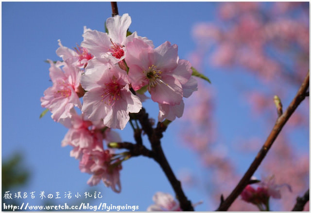 2013。02。15《遊》彰化。我們訪櫻去『芬園花卉生產休憩園區』 - 第63張圖 2013。02。15《遊》彰化。我們訪櫻去『芬園花卉生產休憩園區』