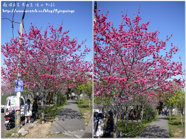 2013。02。12《遊》新社。我們訪櫻去『新社區公所。櫻木花道』