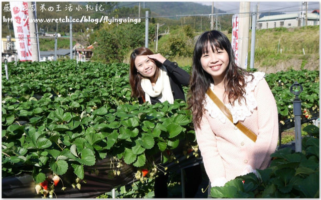 2013。01。06《遊》苗栗。大湖草莓趣