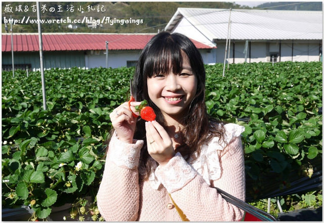 2013。01。06《遊》苗栗。大湖草莓趣