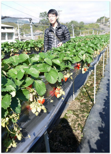 2013。01。06《遊》苗栗。大湖草莓趣