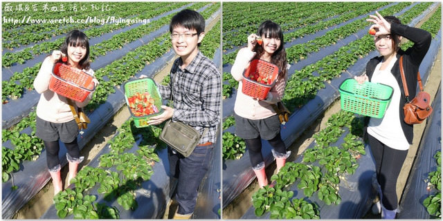 2013。01。06《遊》苗栗。大湖草莓趣