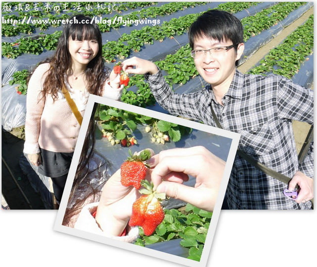 2013。01。06《遊》苗栗。大湖草莓趣