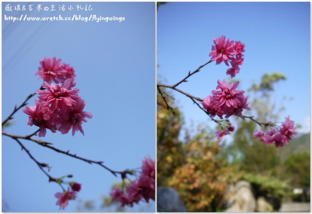 2012。10。12《遊》台中。谷關漫遊 - 第15張圖 2012。10。12《遊》台中。谷關漫遊