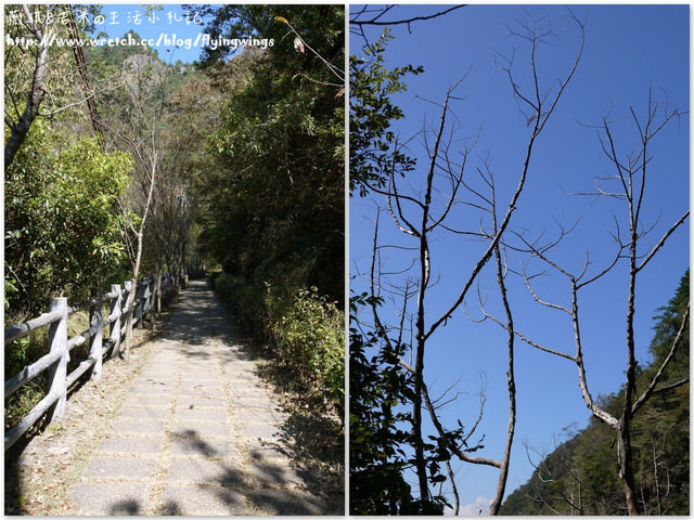 2012。10。12《遊》台中。谷關漫遊 - 第41張圖 2012。10。12《遊》台中。谷關漫遊
