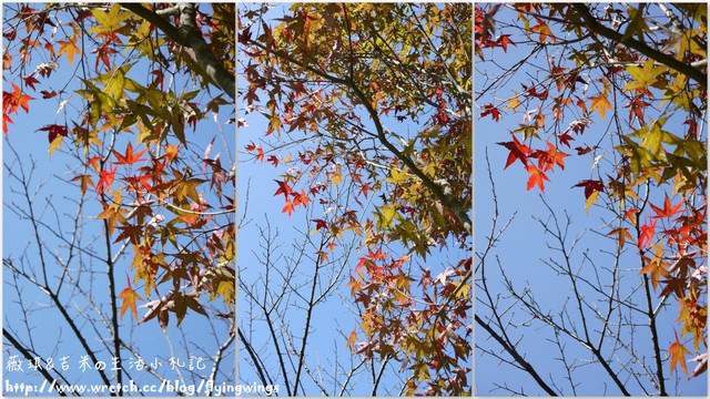 2012。10。12《遊》台中。谷關漫遊 - 第58張圖 2012。10。12《遊》台中。谷關漫遊