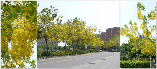 2012。05。27《遊》台中霧峰。黃金大道『迷人的阿勃勒』in 亞洲大學