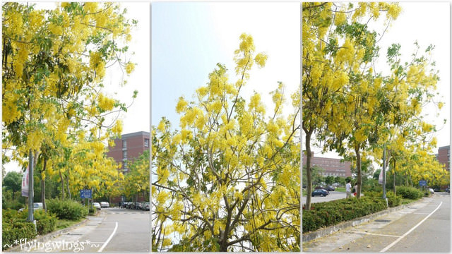 2012。05。27《遊》台中霧峰。黃金大道『迷人的阿勃勒』in 亞洲大學