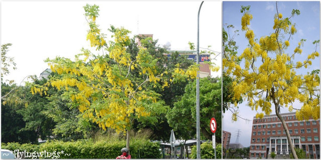 2012。05。27《遊》台中霧峰。黃金大道『迷人的阿勃勒』in 亞洲大學