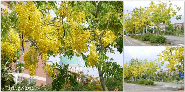 2012。05。27《遊》台中霧峰。黃金大道『迷人的阿勃勒』in 亞洲大學
