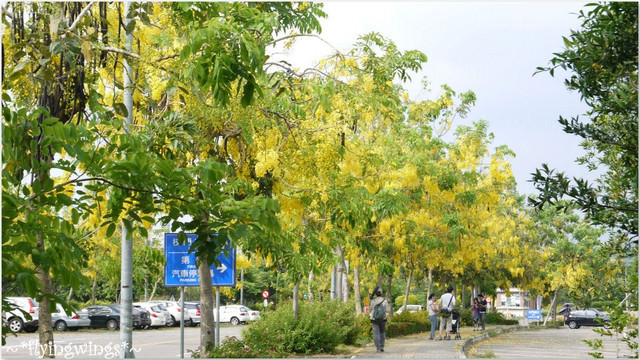 2012。05。27《遊》台中霧峰。黃金大道『迷人的阿勃勒』in 亞洲大學