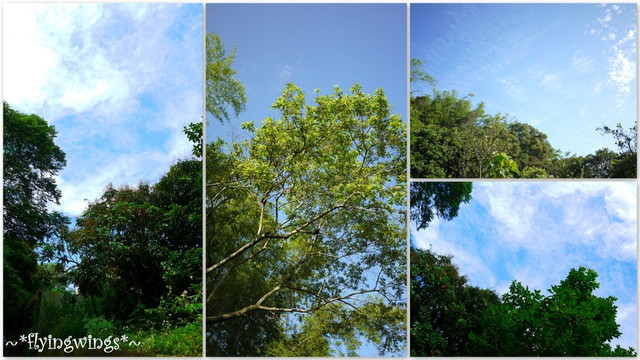2012。04。29~2012桐花季(趴兔)。彰化芬園~挑水古道 - 第4張圖 2012。04。29~2012桐花季(趴兔)。彰化芬園~挑水古道