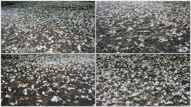 2012。04。29~2012桐花季(趴兔)。彰化芬園~挑水古道 - 第10張圖 2012。04。29~2012桐花季(趴兔)。彰化芬園~挑水古道