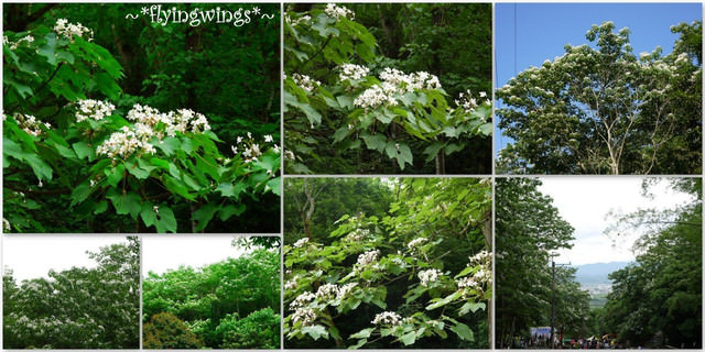 2012。04。29~2012桐花季(趴兔)。彰化芬園~挑水古道 - 第12張圖 2012。04。29~2012桐花季(趴兔)。彰化芬園~挑水古道