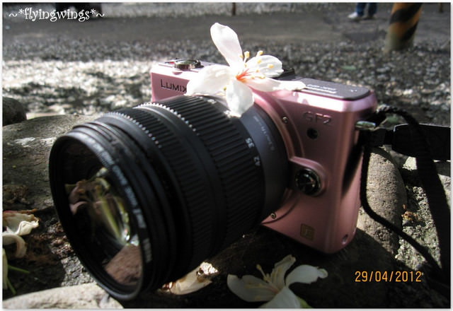 2012。04。29~2012桐花季(趴兔)。彰化芬園~挑水古道 - 第13張圖 2012。04。29~2012桐花季(趴兔)。彰化芬園~挑水古道
