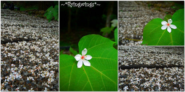 2012。04。29~2012桐花季(趴兔)。彰化芬園~挑水古道 - 第38張圖 2012。04。29~2012桐花季(趴兔)。彰化芬園~挑水古道