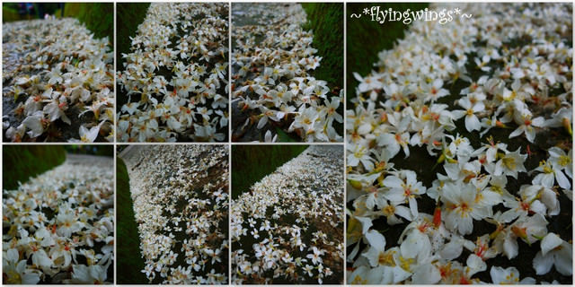 2012。04。29~2012桐花季(趴兔)。彰化芬園~挑水古道 - 第40張圖 2012。04。29~2012桐花季(趴兔)。彰化芬園~挑水古道