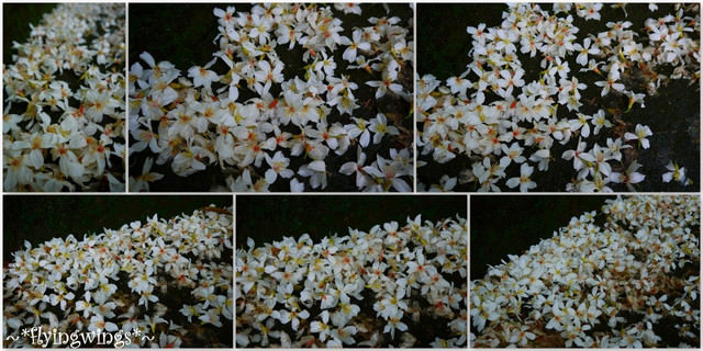 2012。04。29~2012桐花季(趴兔)。彰化芬園~挑水古道 - 第41張圖 2012。04。29~2012桐花季(趴兔)。彰化芬園~挑水古道