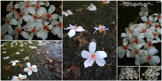 2012。04。29~2012桐花季(趴兔)。彰化芬園~挑水古道 - 第43張圖 2012。04。29~2012桐花季(趴兔)。彰化芬園~挑水古道