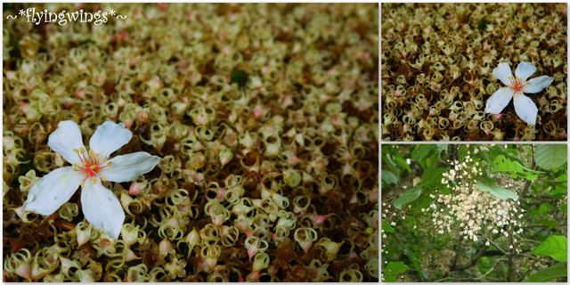 2012。04。29~2012桐花季(趴兔)。彰化芬園~挑水古道 - 第46張圖 2012。04。29~2012桐花季(趴兔)。彰化芬園~挑水古道