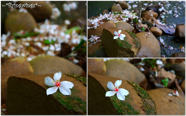 2012。04。29~2012桐花季(趴兔)。彰化芬園~挑水古道 - 第48張圖 2012。04。29~2012桐花季(趴兔)。彰化芬園~挑水古道