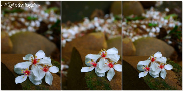 2012。04。29~2012桐花季(趴兔)。彰化芬園~挑水古道 - 第49張圖 2012。04。29~2012桐花季(趴兔)。彰化芬園~挑水古道