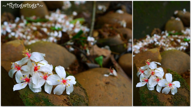 2012。04。29~2012桐花季(趴兔)。彰化芬園~挑水古道 - 第50張圖 2012。04。29~2012桐花季(趴兔)。彰化芬園~挑水古道