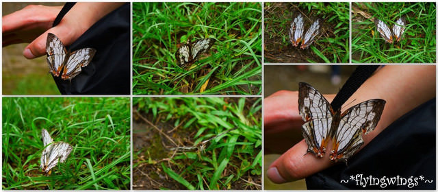 2012。04。29~2012桐花季(趴兔)。彰化芬園~挑水古道 - 第52張圖 2012。04。29~2012桐花季(趴兔)。彰化芬園~挑水古道