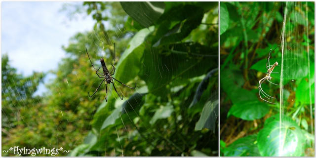2012。04。29~2012桐花季(趴兔)。彰化芬園~挑水古道 - 第58張圖 2012。04。29~2012桐花季(趴兔)。彰化芬園~挑水古道