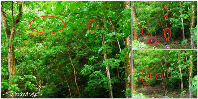 2012。04。29~2012桐花季(趴兔)。彰化芬園~挑水古道 - 第60張圖 2012。04。29~2012桐花季(趴兔)。彰化芬園~挑水古道