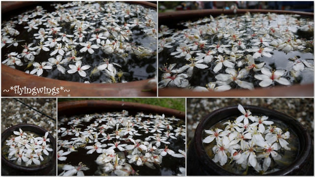 2012。04。29~2012桐花季(趴兔)。彰化芬園~挑水古道 - 第62張圖 2012。04。29~2012桐花季(趴兔)。彰化芬園~挑水古道