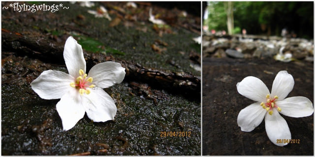 2012。04。29~2012桐花季(趴兔)。彰化芬園~挑水古道 - 第64張圖 2012。04。29~2012桐花季(趴兔)。彰化芬園~挑水古道