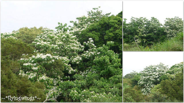 2012。04。22~2012桐花季(趴萬)。彰化芬園~福田社區 - 第6張圖 2012。04。22~2012桐花季(趴萬)。彰化芬園~福田社區