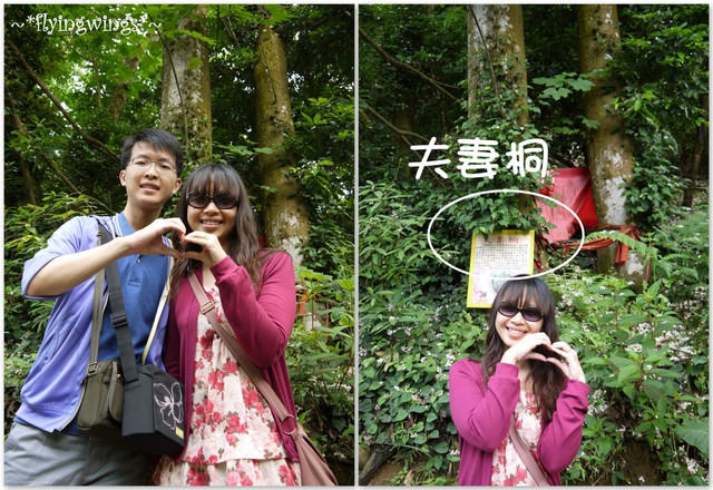 2012。04。22~2012桐花季(趴萬)。彰化芬園~福田社區 - 第10張圖 2012。04。22~2012桐花季(趴萬)。彰化芬園~福田社區