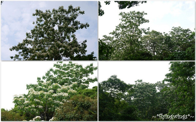 2012。04。22~2012桐花季(趴萬)。彰化芬園~福田社區 - 第12張圖 2012。04。22~2012桐花季(趴萬)。彰化芬園~福田社區