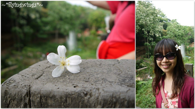 2012。04。22~2012桐花季(趴萬)。彰化芬園~福田社區 - 第14張圖 2012。04。22~2012桐花季(趴萬)。彰化芬園~福田社區