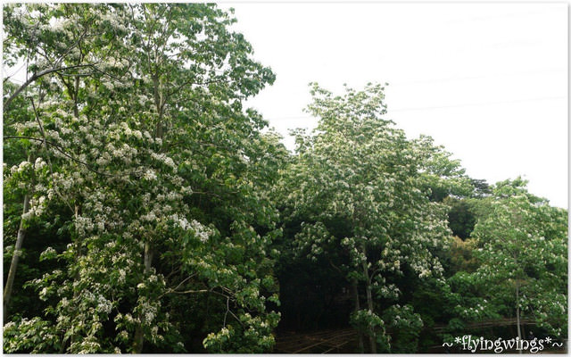 2012。04。22~2012桐花季(趴萬)。彰化芬園~福田社區 - 第16張圖 2012。04。22~2012桐花季(趴萬)。彰化芬園~福田社區