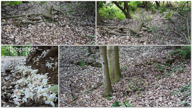 2012。04。22~2012桐花季(趴萬)。彰化芬園~福田社區 - 第19張圖 2012。04。22~2012桐花季(趴萬)。彰化芬園~福田社區