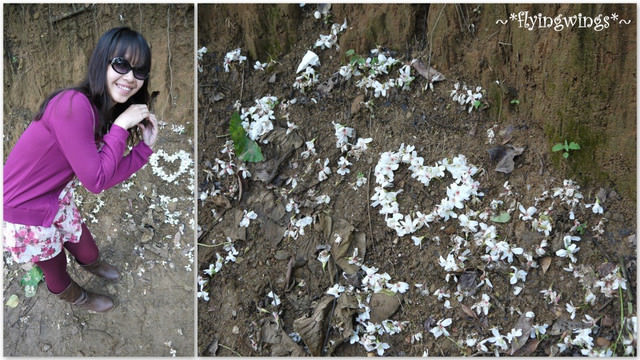 2012。04。22~2012桐花季(趴萬)。彰化芬園~福田社區 - 第22張圖 2012。04。22~2012桐花季(趴萬)。彰化芬園~福田社區