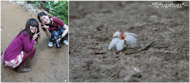 2012。04。22~2012桐花季(趴萬)。彰化芬園~福田社區 - 第24張圖 2012。04。22~2012桐花季(趴萬)。彰化芬園~福田社區