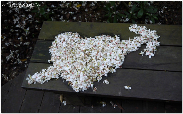2012。04。22~2012桐花季(趴萬)。彰化芬園~福田社區 - 第30張圖 2012。04。22~2012桐花季(趴萬)。彰化芬園~福田社區