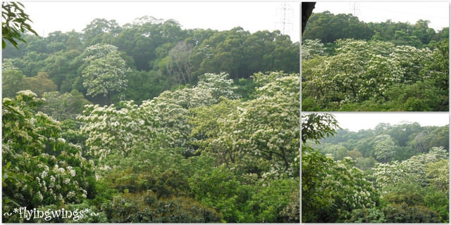 2012。04。22~2012桐花季(趴萬)。彰化芬園~福田社區 - 第33張圖 2012。04。22~2012桐花季(趴萬)。彰化芬園~福田社區