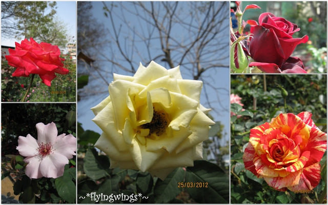 2012。03。25《遊》彰化。玫瑰新世界『全得玫瑰莊園』