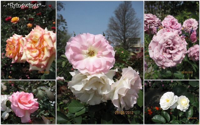 2012。03。25《遊》彰化。玫瑰新世界『全得玫瑰莊園』