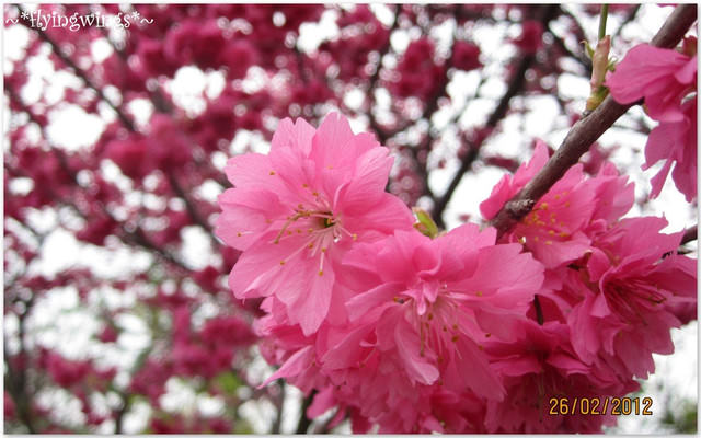 2012。02。26《遊》彰化。賞櫻末班車『芬園花卉生產休憩園區』 - 第8張圖 2012。02。26《遊》彰化。賞櫻末班車『芬園花卉生產休憩園區』