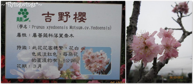 2012。02。26《遊》彰化。賞櫻末班車『芬園花卉生產休憩園區』 - 第10張圖 2012。02。26《遊》彰化。賞櫻末班車『芬園花卉生產休憩園區』