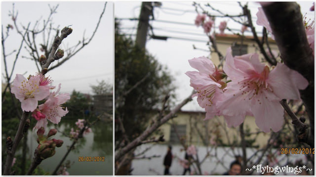 2012。02。26《遊》彰化。賞櫻末班車『芬園花卉生產休憩園區』 - 第12張圖 2012。02。26《遊》彰化。賞櫻末班車『芬園花卉生產休憩園區』