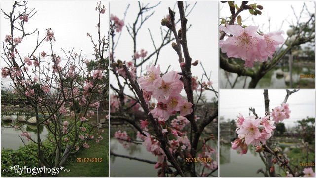 2012。02。26《遊》彰化。賞櫻末班車『芬園花卉生產休憩園區』 - 第13張圖 2012。02。26《遊》彰化。賞櫻末班車『芬園花卉生產休憩園區』